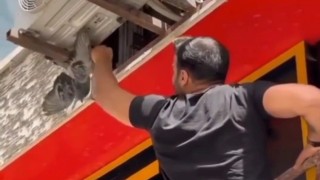 Vanda mahsur kalan güvercin ile kedi kurtarıldı