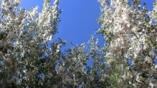 Vanda polen yoğunluğu: Alerjik hastalığı olanlara uyarı