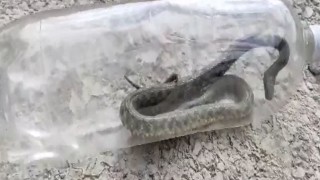 Vanlı sürücünün korku dolu anları: Ayağını uzattığı pedal bölgesinde yılan çıktı