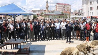 Yağışlara sevinen çiftçiler şükür kurbanı kesti