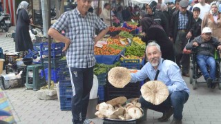 Yağmur yağışları sonrası mantar bereketi