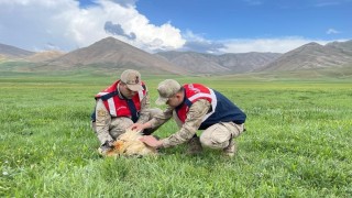 Yaralı akbaba koruma altına alındı