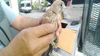 Yaralı kerkenez kuşuna yardım eli