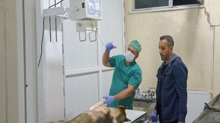 Yaralı köpeğe belediye ekibi sahip çıktı