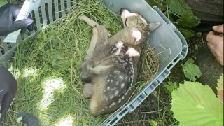 Yaralı yavru karaca tedavisinin ardından doğaya bırakıldı