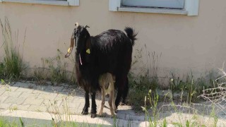 Yavru yaban keçisi emin ellerde