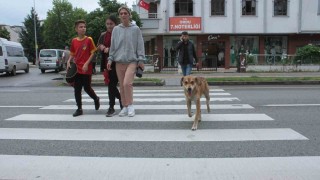 Yaya geçidinin ‘Sadık bekçisi köpek, karşıya geçen insanlara yardım ediyor