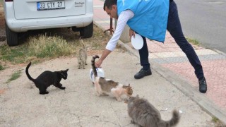 Yenişehirde sokak hayvanları yalnız değil