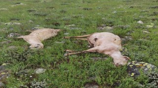 Yıldırım çarpması sonucu 5 koyun telef oldu