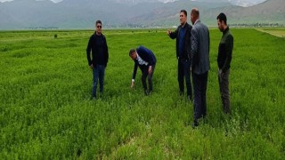 Yüksekovada çekirge sürvey çalışması