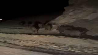 Yüksekovada domuz sürüsü görüntülendi