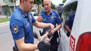 Yuvadan düşen karga yavrusu zincirleme kazaya sebep oldu