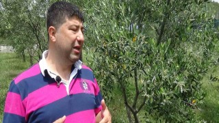 Zeytin üreticisinin gözü Haziran yağmurlarında