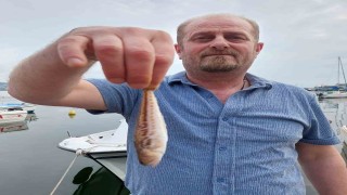 Zonguldaklı balıkçıların ağına zehirli trakonya takıldı