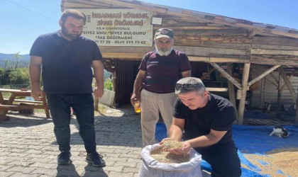 12 bin yıldır genetiği değişmeyen siyez mercek altına alındı