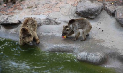 45 derece sıcaklıkta hayvanlar buzlu kokteylle serinledi