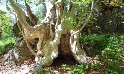 500 yıllık çınar ağacı görenleri mest ediyor