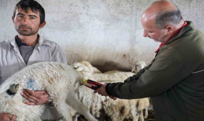 8 bin 885 hayvanın aşı ve küpeleme ücreti Talas Belediyesinden