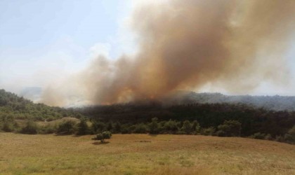 Adanada orman yangını: Ekipler müdahaleye başladı