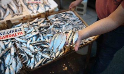 Akdenizde sardalya alarmı