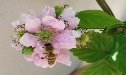 Arının soktuğu yeri kanatmak zehrin daha hızlı kana karışmasına neden oluyor
