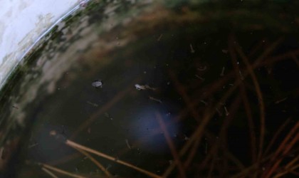 Artan sivrisinek popülasyonu hastanelere başvuruları artırdı