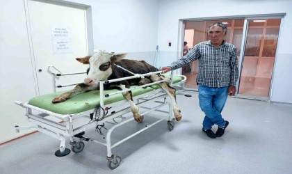 Ayağı kırılan dana, plak sayesinde yeniden ayaklanacak