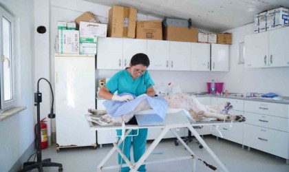 Ayvalık Belediyesi sokaktaki canların yanında