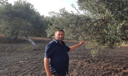 Ayvalık Ziraat Odası Başkanı Baysal: İklim değişiklikleri ve yağışlardaki düzensizlik, dünyada zeytin üretimine büyük darbe vurdu