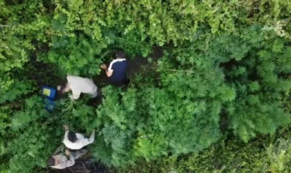 Bahçede Hint keneviri yetiştiren 6 şüpheli yakalandı