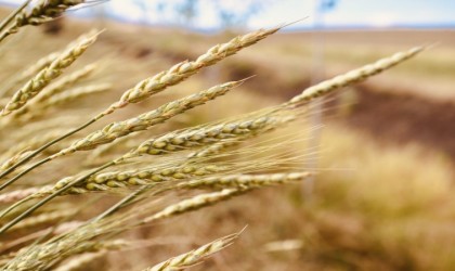 Buğday başakları altın sarısı renkleriyle göz kamaştırdı