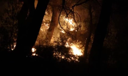 Çanakkale’de orman yangını