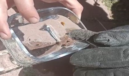 Çatıda mahsur kalan kırlangıcı itfaiye kurtardı