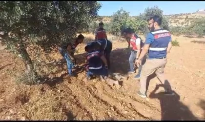 Cinayet şüphelisi, saklandığı fıstık bahçesinde yakalandı