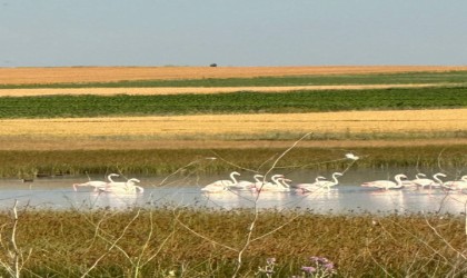 Çorumda ilk kez flamingo görüldü