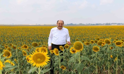 Çukurovada “beyaz altının” yerine “sarı altın aldı”
