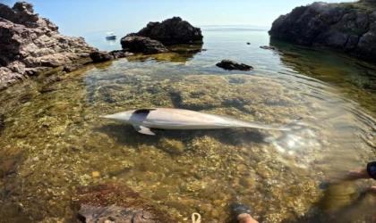Deniz kıyısına ölü yunus vurdu