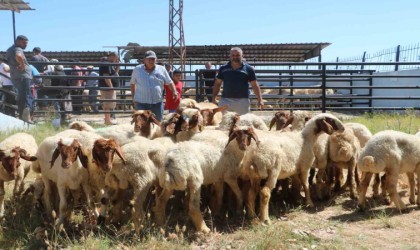 Depremin yaraları sarılıyor, enkaz kentte üreticilere küçükbaş hayvan dağıtıldı