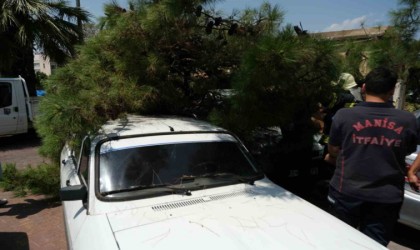 Devrilen ağaç 2 araca hasar verdi