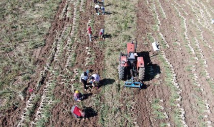 Dijital pazara giren Taşköprü sarımsağı, Türkiyenin her yerine gönderiliyor