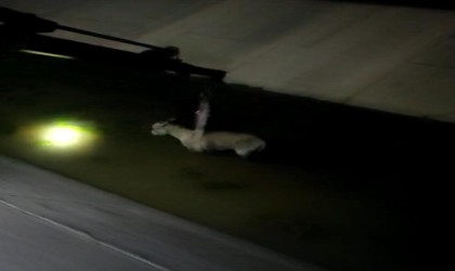 Diyarbakırda mazgala sıkışan köpek ve sulama kanılan düşen eşek kurtarıldı