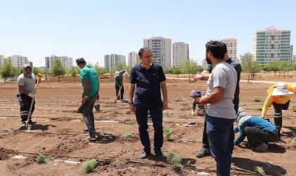 Diyarbakırda tıbbi aromatik bitkiler bahçesi kuruluyor