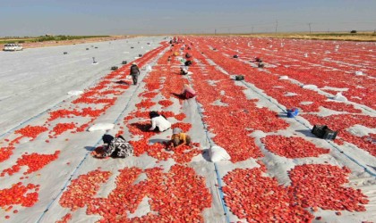 Diyarbakırdan Avrupaya kuru domates ihracatı