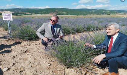 DPÜ Tavşanlı Meslek Yüksekokulunda lavanta bahçesi