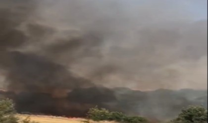 Edirnede 2 bin dönüm ayçiçek tarlası yandı