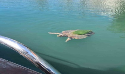 Edremit sahillerinde caretta caretta görüntülendi
