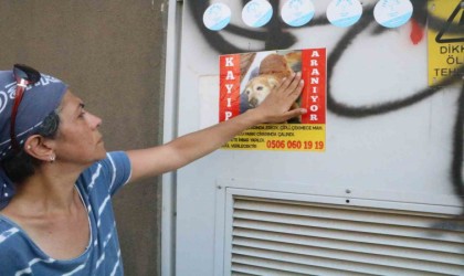 Enkaza dönen kentte kaybolan köpeğini arıyor, bulana ödül var