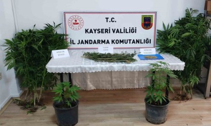 Evinde kenevir yetiştiren şahıs yakalandı