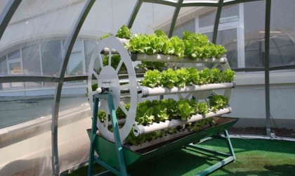 Evraserada marullar hasat edildi