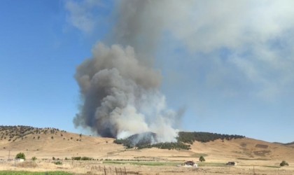 Gaziantepte korkutan orman yangını